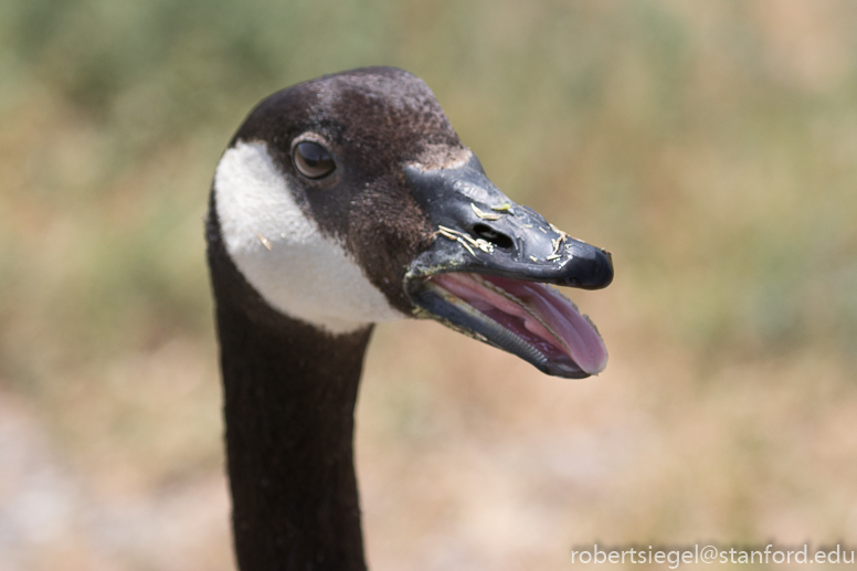 palo alto baylands